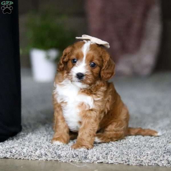 Lilac, Cavapoo Puppy